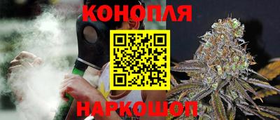 гашик Кингисепп